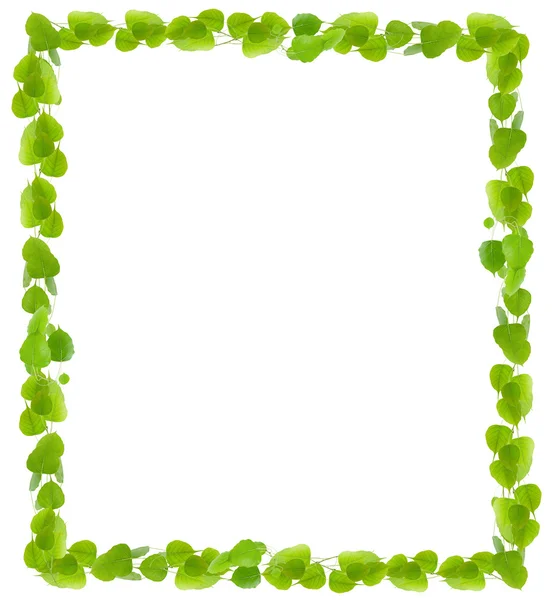 Grüne Blätter Rahmen auf weißem Hintergrund — Stockfoto