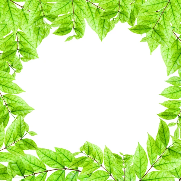 Beyaz arka plan üzerinde izole kare taze yeşil yaprakları.