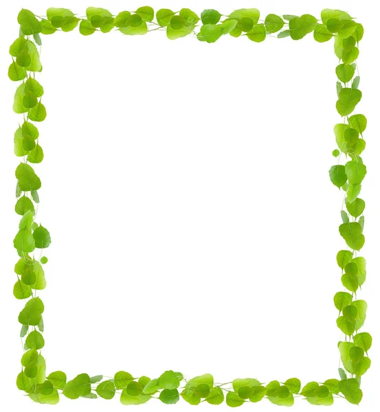 Green Leaves frame on white background — Stock Photo, Image