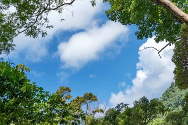 Ormandaki yaprakların doğası.