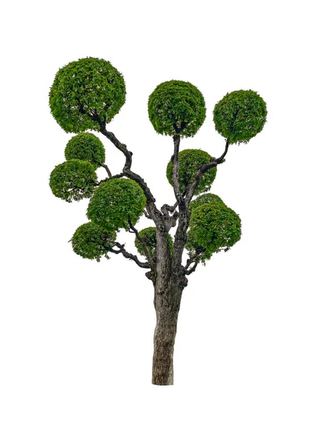 Árvore Tamarindo Bonsai Isolada Fundo Branco Com Caminho Recorte — Fotografia de Stock