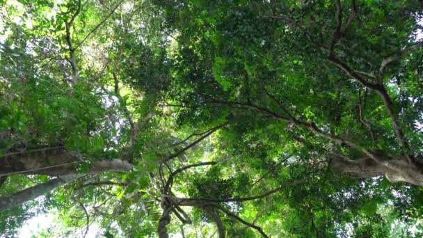 Bomen Tropisch Regenwoud Met Zoom Wazige Focus — Stockvideo