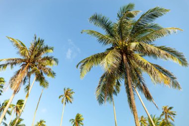 Hindistan cevizi palmiyelerinin dalları açık mavi gökyüzü altında yaz mevsiminde