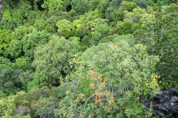 Top Skogsträd Bergstopp Rainforest Ekosystem Och Hälsosam Miljö Koncept Och — Stockfoto