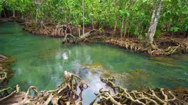 Tropikal ağaçların kökleri bataklık ormanlarında ve Tha Pom Klong Song Nam mangrov arazisinde berrak su kanalında Krabi Tayland 'da 19 Kasım 2020' de güzel doğa manzarası