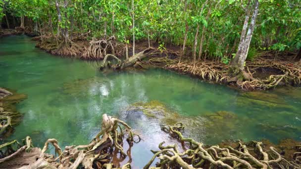 Radici Degli Alberi Tropicali Nella Foresta Paludosa Nel Canale Cristallino — Video Stock