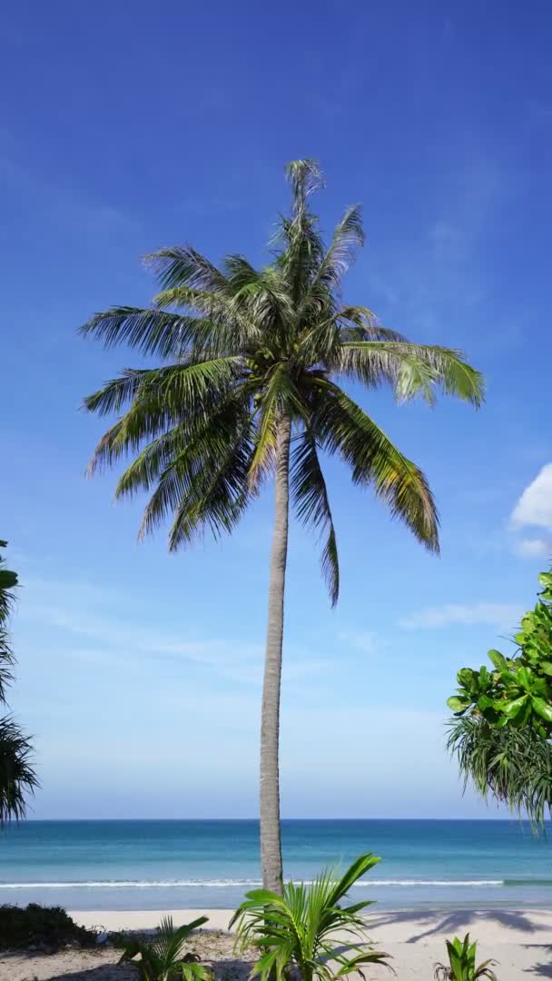 Tropical Patong Beach Coconut Palm Tree Turquoise Water White Sand — Stock Video