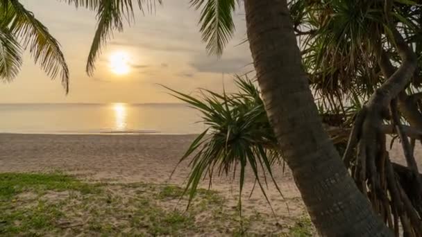 Timelapse Motion Control Slider Pan Tilt Palm Trees Foreground Tropical — Stock Video