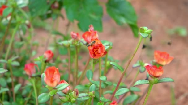 Slow Motion Bees Flying Beautiful Flower Garden Spring Field Morning — Stock Video