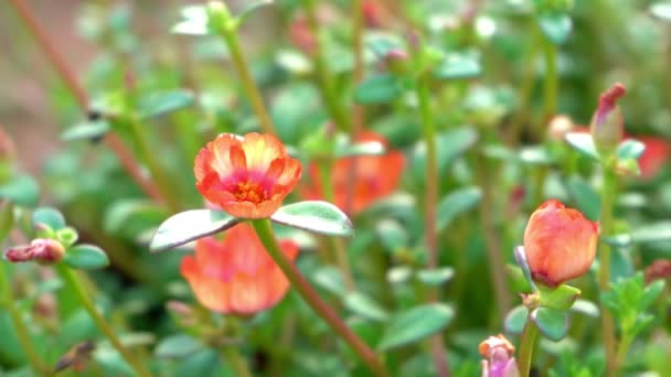 Slow Motion Bees Flying Beautiful Flower Garden Spring Field Morning — Stock Video