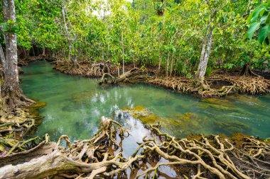 Thapom Krabi Tayland 'da mangrov ormanı olan muhteşem zümrüt kanalı Mangrove ormanlarında zümrüt havuzu görülmez..