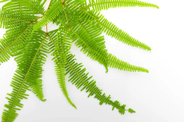 Färsk Fern Gren Leaf Isolerad Vit Bakgrund Ovanifrån — Stockfoto