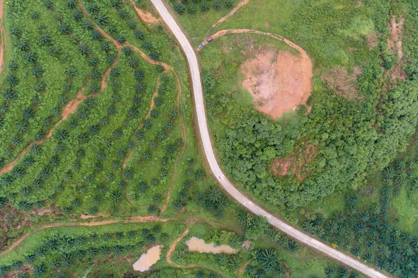 Vazio Curva Estrada Fileira Palmeiras Plantação Jardim Alta Montanha Phang — Fotografia de Stock