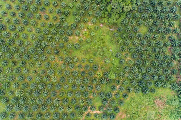 Række Palmer Plantage Haven Højt Bjerg Phang Nga Thailand Luftfoto - Stock-foto