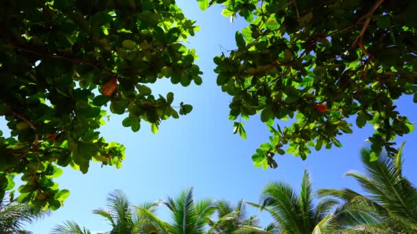 Nature Clear Blue Sky Background Fresh First Spring Foliage Coconut — Stock Video