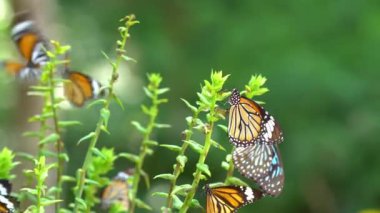 Ormanda bir sürü kelebek tropikal yağmur ormanlarında, yemyeşil yapraklar doğal arka planda.