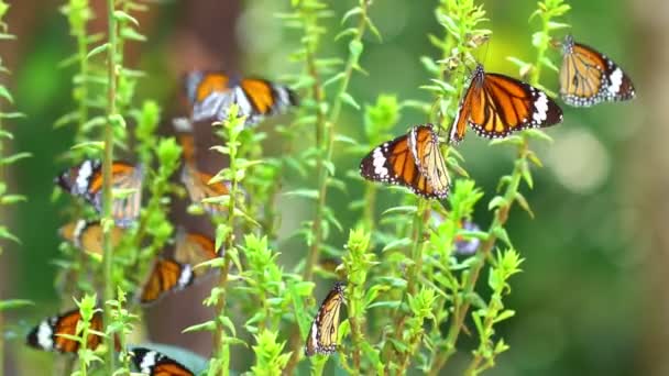 Красива Багато Метеликів Тропічних Тропічних Лісах Пишне Листя Природного Фону — стокове відео