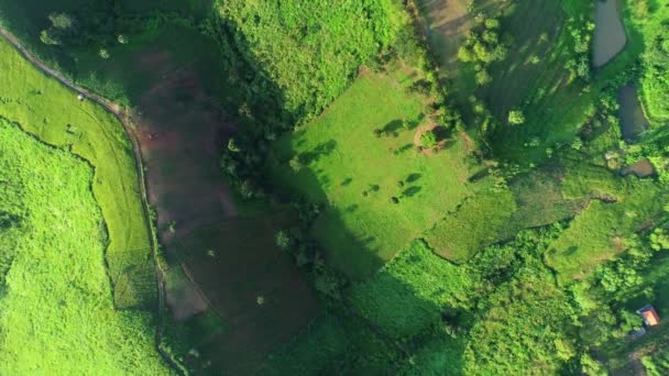 Drohne Luftaufnahme Von Oben Oder Von Oben Ansicht Von Ackerland — Stockvideo