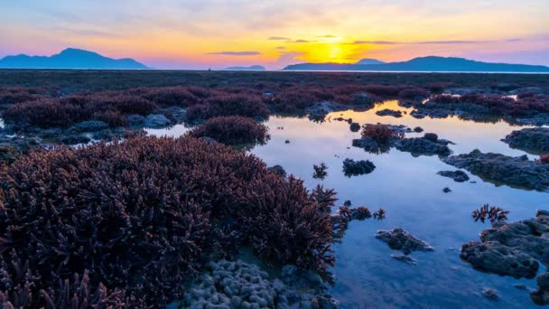 Arrecife Coral Durante Marea Baja Agua Mar Hermosa Luz Amanecer — Vídeos de Stock