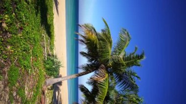Sahildeki hindistan cevizi palmiyelerinin dikey görüntüleri ve turkuaz su denizi manzarası, Tropikal ada tatilinde Phuket seyahat rotası cennet arka plan, video dikey yaz yolculuğu sezonu