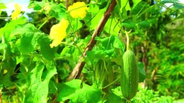 Bahçede Açı Kabak Uzun Luffa