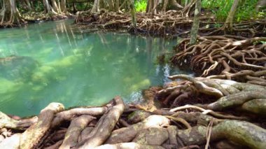 Tropikal ağaçların kökleri bataklık ormanlarında ve kristal berrak su kanallarında Tha Pom Klong Song Nam mangrove sulak arazisinde Krabi Tayland güzel doğa manzarası