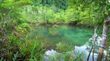 Tropikal ağaçların kökleri bataklık ormanlarında ve kristal berrak su kanallarında Tha Pom Klong Song Nam mangrove sulak arazisinde Krabi Tayland güzel doğa manzarası