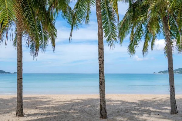 Row Coconut Palm Trees Beach Exotic Tropical Beach Landscape Background — Stock Photo, Image