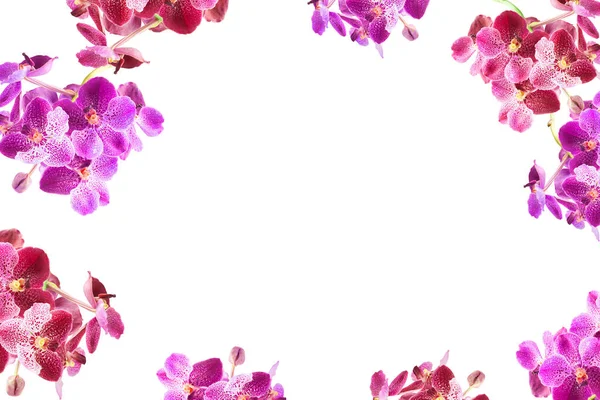 Фиолетовые Цветы Орхидеи Рамка Белым Копировальным Пространством — стоковое фото