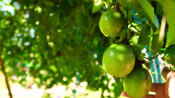Jardineiro Mão Verifica Frutas Orgânicas Cabaça Angulada Luffa Longo Jardim — Vídeo de Stock