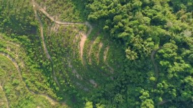 Toprak yolda uçan hava manzaralı yeşil orman kavisi dağ manzaralı yol manzaralı.