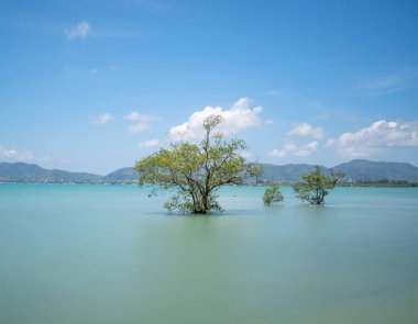 Yaz mevsiminde Phuket Adası 'nda denizdeki Mangrove ağaçları Phuket Tayland' da güzel mavi gökyüzü arka planı.