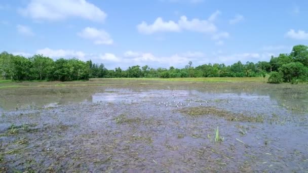 Letecký Pohled Volně Žijící Ptáky Jezeře Nebo Jezírku Dron Sleduje — Stock video