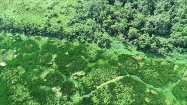 Flygfoto Video Top Drone Flyga Över Träsk Eller Sjö Vacker — Stockvideo