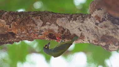 Kuş (Coppersmith barbet, Crimson-göğüslü barbet, Coppersmith, Megalaima haemacephala) Anne kuş, güneşli yaz zamanı vahşi doğada, içi boş ağaç gövdesinde yavru kuşlara yem olmak için uçar.
