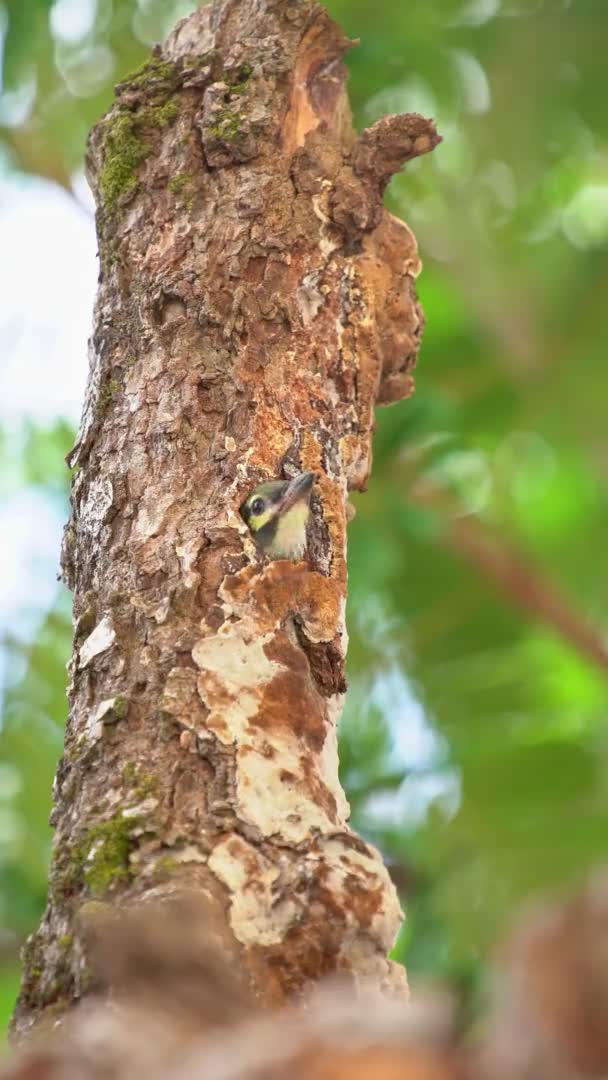 Vogel Kupferschmied Barbet Purpurbrust Barbet Kupferschmied Megalaima Haemacephala Muttervogel Fliegt — Stockvideo