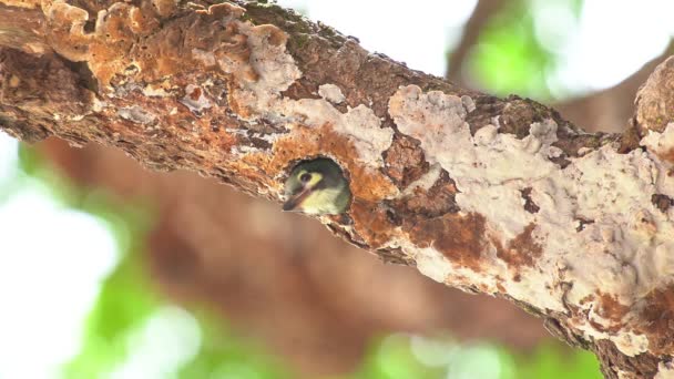 Fågel Coppersmith Barbet Crimson Bröst Barbet Coppersmith Megalaima Haemacephala Baby — Stockvideo