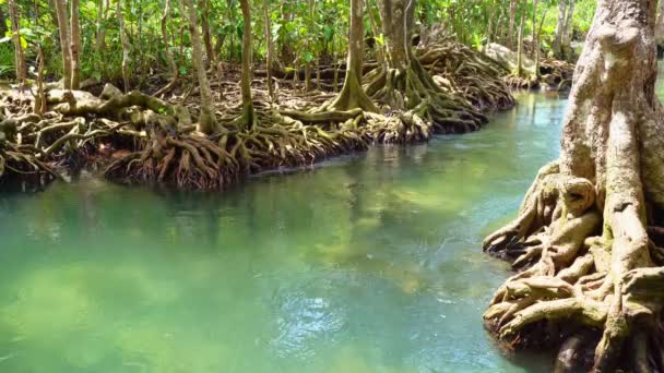 Árboles Tropicales Raíces Bosque Pantanoso Canal Agua Cristalina Tha Pom — Vídeo de stock