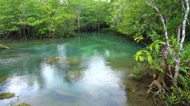 Árboles Tropicales Raíces Bosque Pantanoso Canal Agua Cristalina Tha Pom — Vídeo de stock