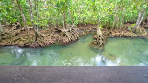 Cement Floor Table Perspective Empty Space Product Tropical Trees Roots — Stock Video