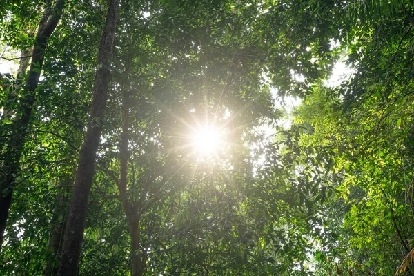 Lage Hoek Van Grote Bomen Het Regenwoud Ochtend Zon Licht — Stockfoto
