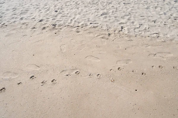 Pegadas Cachorro Praia Tropical Areia Dia Ensolarado Verão — Fotografia de Stock