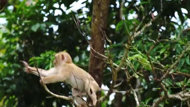 Affe Schüttelt Ast Affe Schüttelt Einen Trockenen Ast Wald Freche — Stockvideo