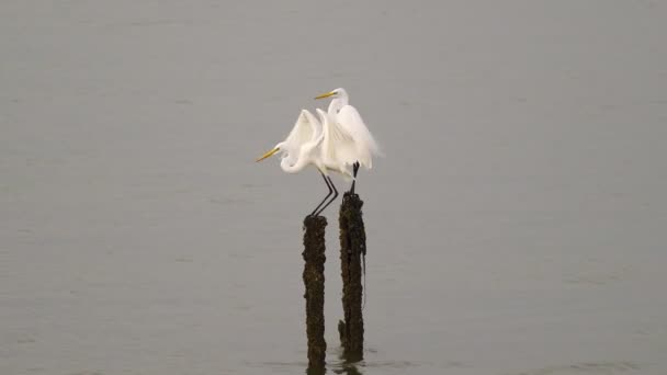 Λευκά Πουλιά Egrets Στέκεται Ξεπερασμένο Ξύλο Στις Ακτές Περιμένουν Πιάσει — Αρχείο Βίντεο