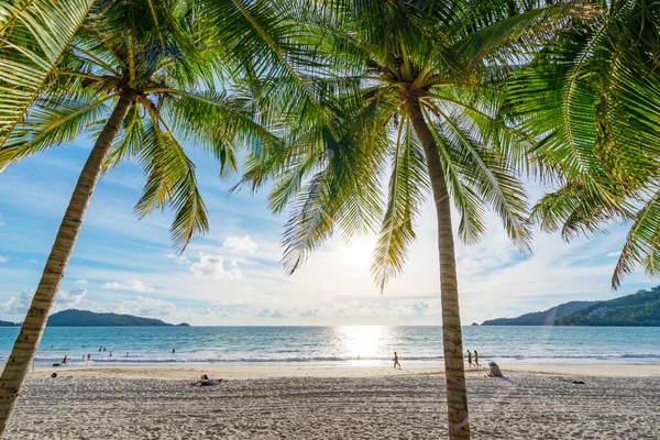 Summer Background Green Leaves Row Palm Trees Tropical Sandy Beach — Stock Photo, Image