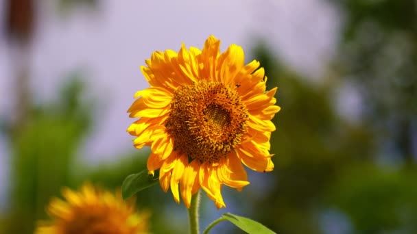 Close Bellissimo Girasole Giallo Con Piccoli Insetti Intorno Girasole Fiore — Video Stock