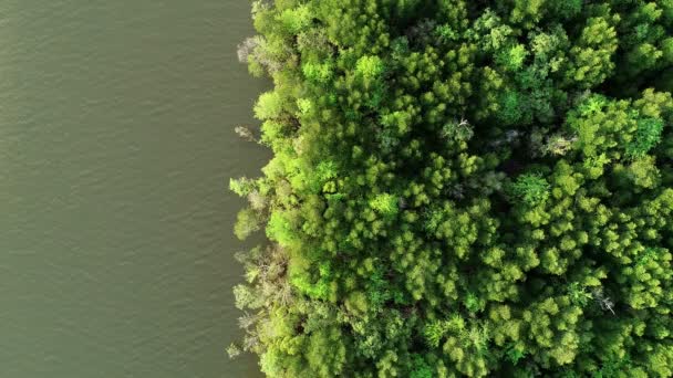 Drone Aéreo Tiro Vista Superior Floresta Manguezal Bela Natureza Tailândia — Vídeo de Stock