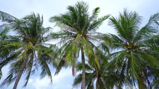 Kokospalmer Från Botten Grön Palm Blå Himmel Bakgrund Utsikt Över — Stockvideo