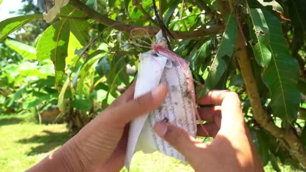 Tuinier Man Checken Mango Fruit Mango Bomen Groeiend Een Veld — Stockvideo