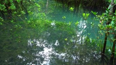 Tha Pom Klong Song Nam Mangrove 'daki berrak su kanalı Krabi Tayland ve güzel doğa manzarası.